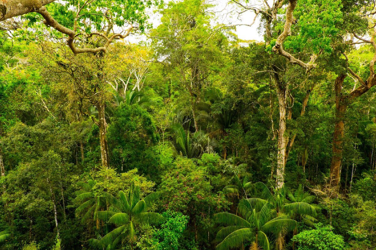 DKSH Partners with Forestwise for Several Key Markets in Western Europe