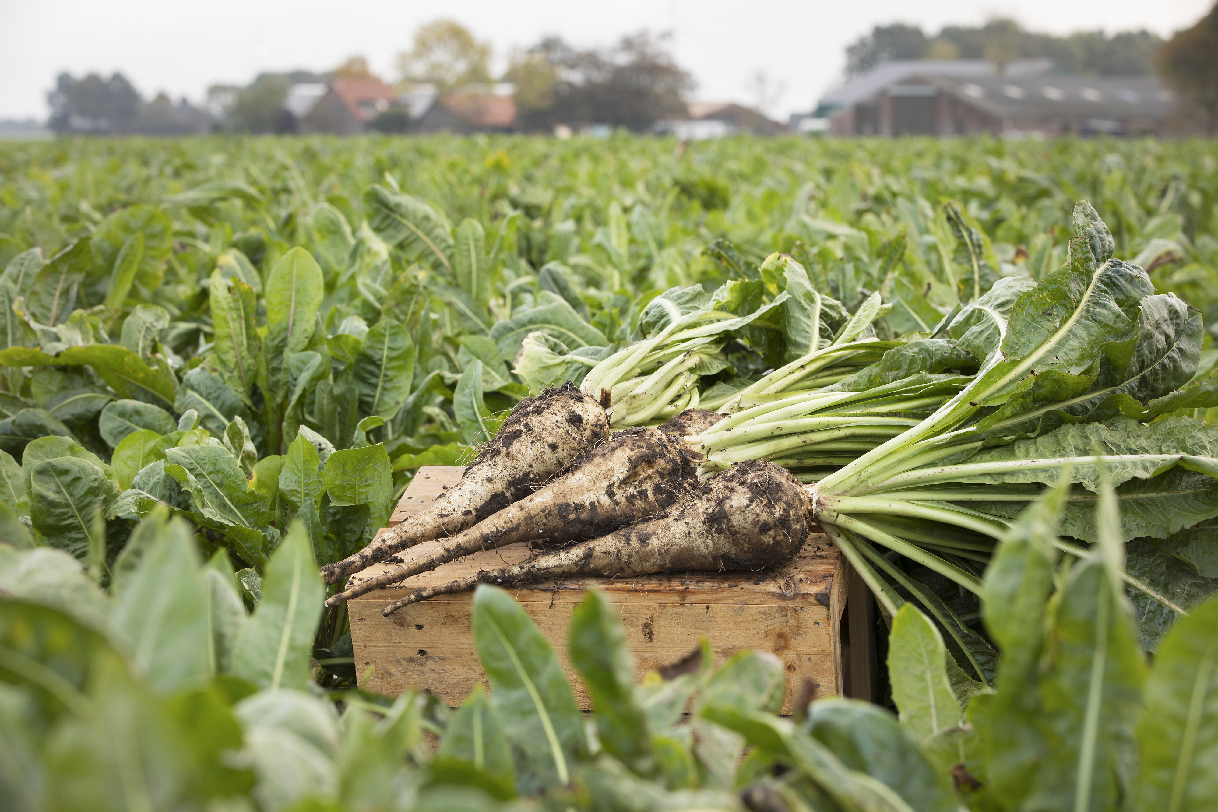 DKSH and Sensus granted health claim in Thailand for Sensus' Inulin chicory root fiber